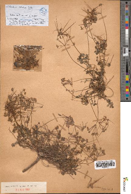spécimen de Erodium stellatum