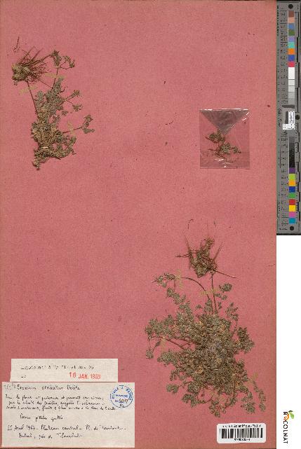 spécimen de Erodium stellatum