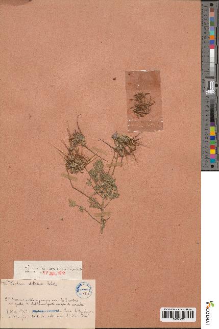 spécimen de Erodium stellatum