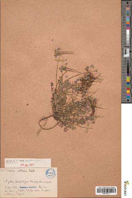 spécimen de Erodium stellatum