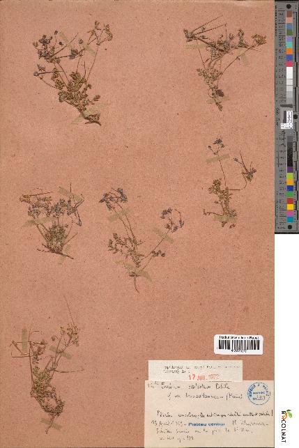 spécimen de Erodium stellatum