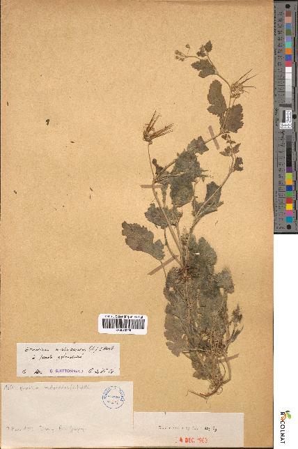 spécimen de Erodium malacoides