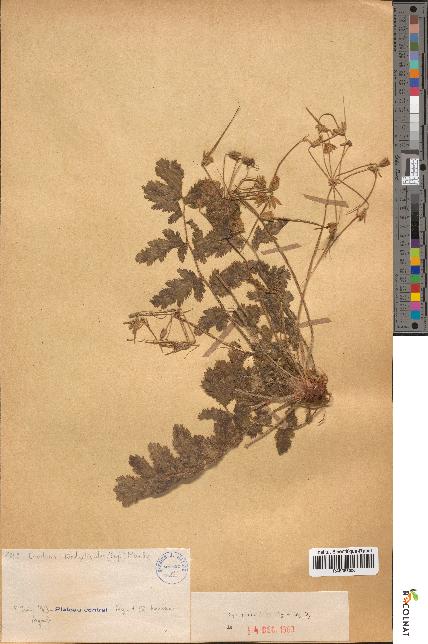 spécimen de Erodium cf tordylioides