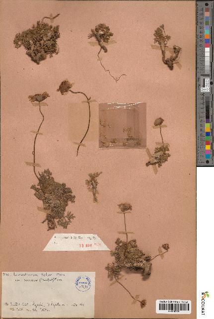 spécimen de Leucanthemum redieri