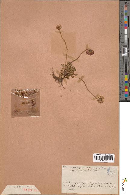 spécimen de Leucanthemum arundanum