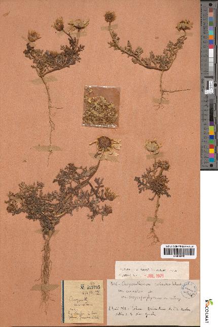 spécimen de Chrysanthemum carinatum
