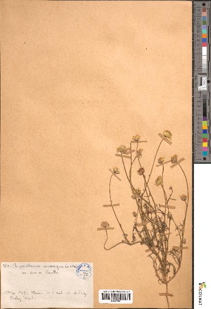 spécimen de Chrysanthemum macrocarpum