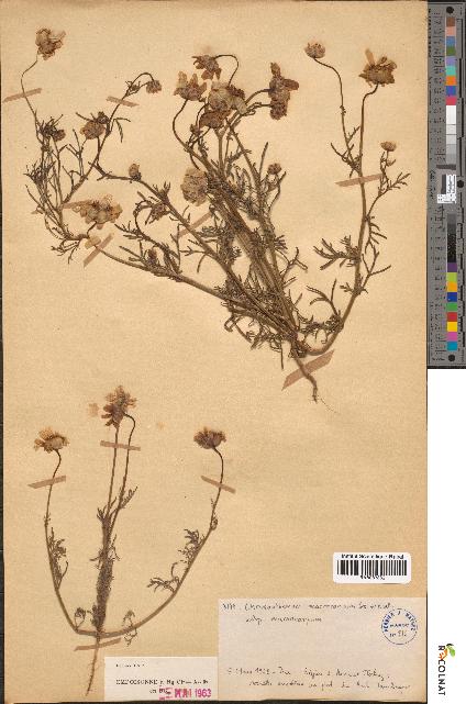 spécimen de Chrysanthemum macrocarpum