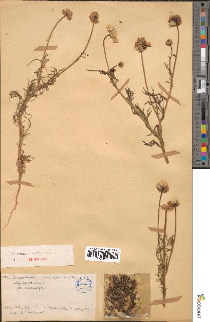 spécimen de Chrysanthemum macrocarpum