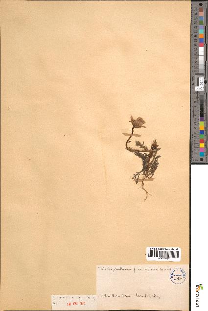 spécimen de Chrysanthemum cf. macrocarpum