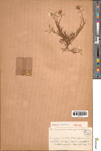 spécimen de Chrysanthemum cf. macrocarpum