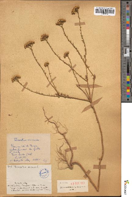spécimen de Tanacetum annuum