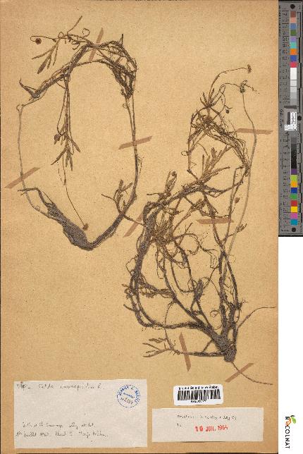 spécimen de Cotula coronopifolia