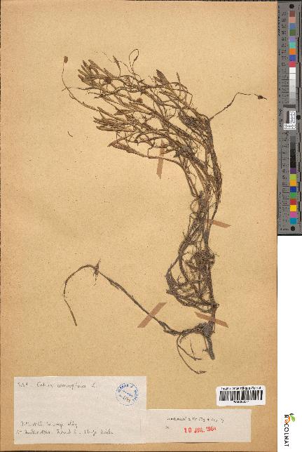 spécimen de Cotula coronopifolia