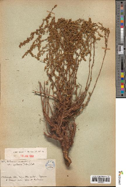 spécimen de Artemisia campestris