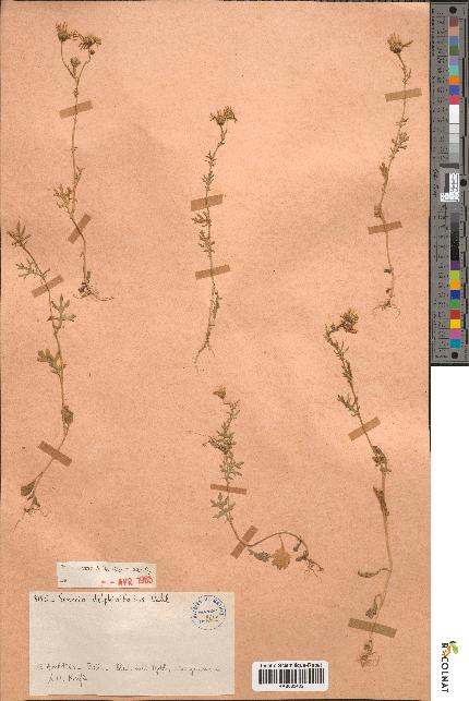 spécimen de Senecio delphiniifolius