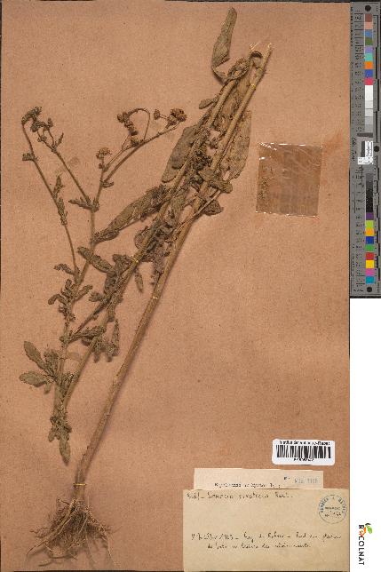 spécimen de Senecio erraticus