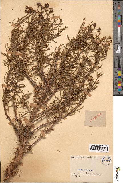 spécimen de Senecio linifolius
