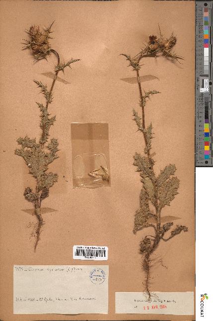 spécimen de Cirsium syriacus