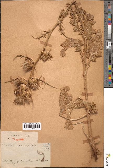 spécimen de Cirsium syriacus
