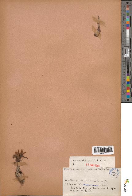 spécimen de Androcymbium gramineum