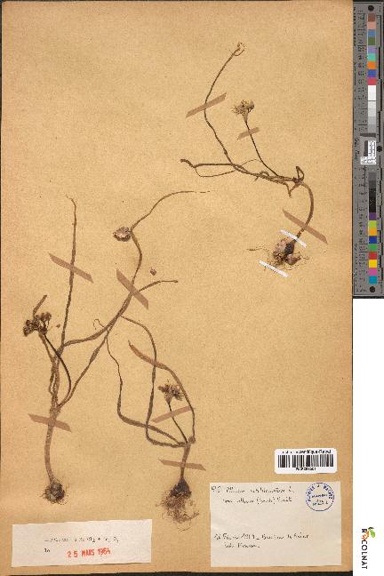 spécimen de Allium subhirsutum