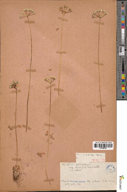 spécimen de Allium subhirsutum