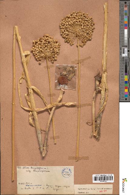 spécimen de Allium ampeloprasum