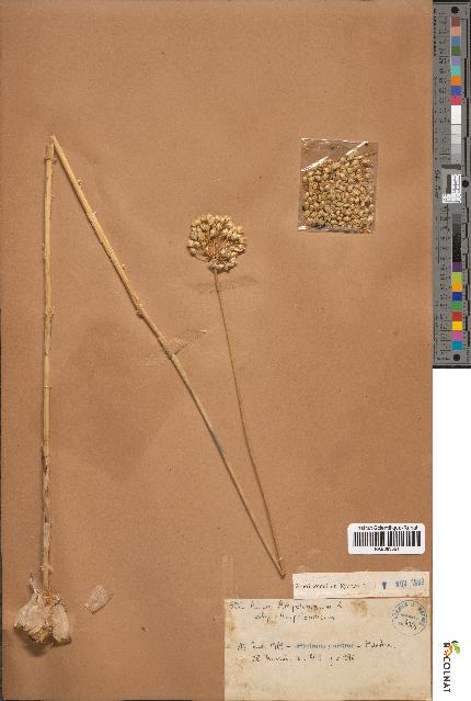 spécimen de Allium ampeloprasum