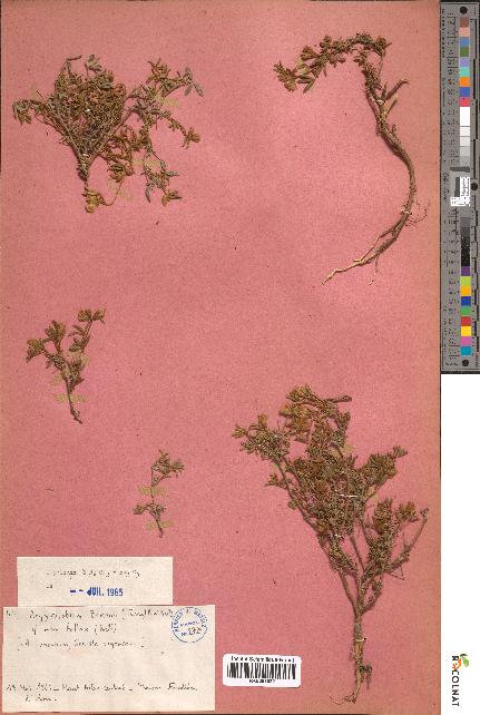 spécimen de Argyrolobium zanonii