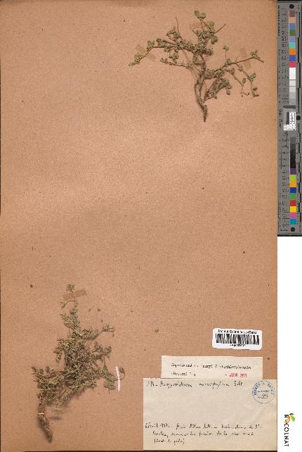 spécimen de Argyrolobium microphyllum