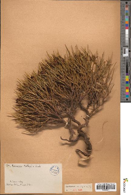 spécimen de Erinacea anthyllis