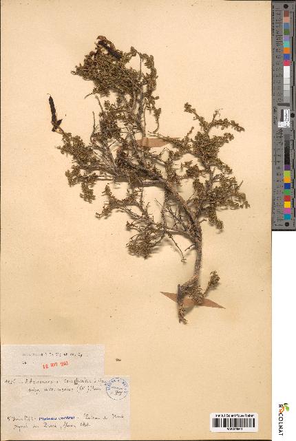 spécimen de Adenocarpus complicatus