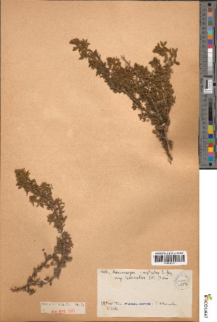 spécimen de Adenocarpus complicatus