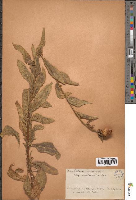 spécimen de Centaurea sempervirens