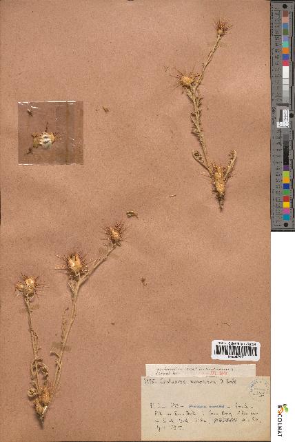 spécimen de Centaurea maroccana