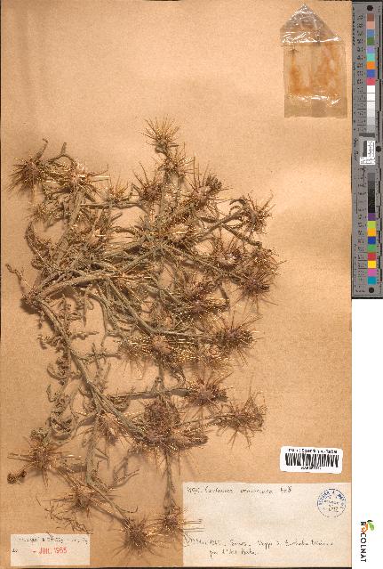 spécimen de Centaurea maroccana