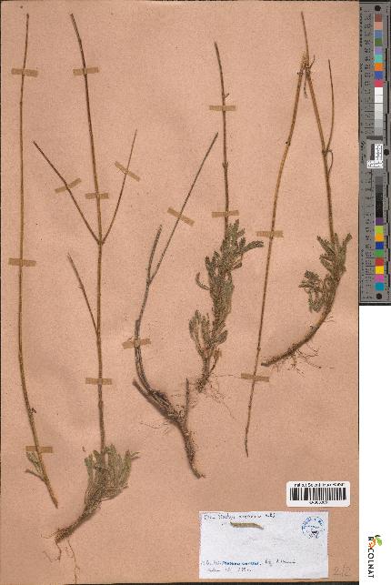 spécimen de Stachys arenaria