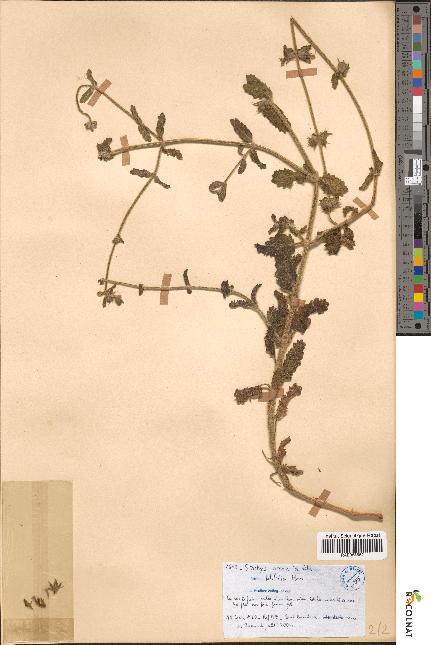 spécimen de Stachys arenaria