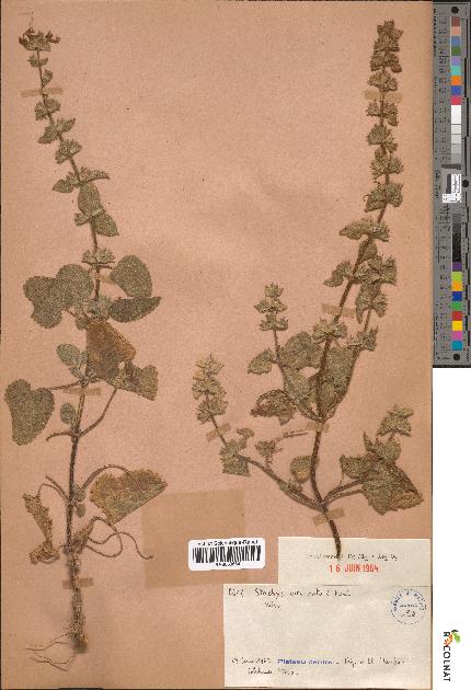 spécimen de Stachys circinata