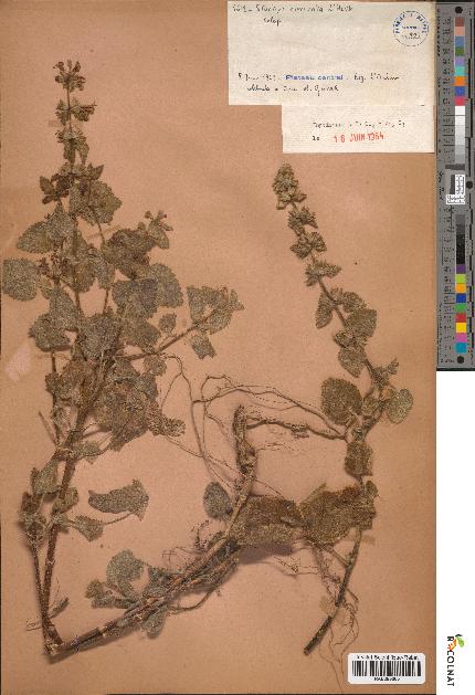 spécimen de Stachys circinata