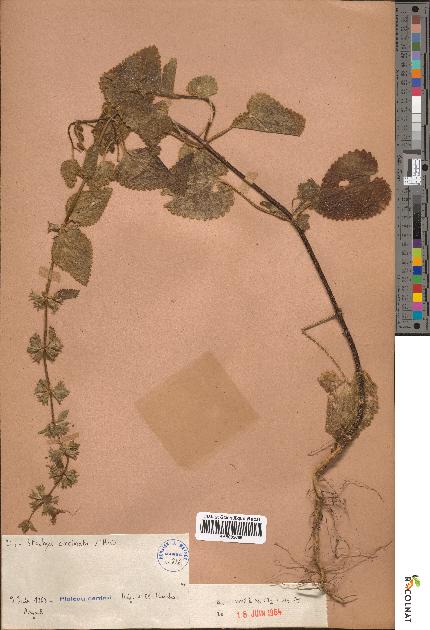 spécimen de Stachys circinata