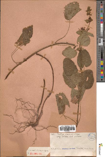 spécimen de Stachys circinata