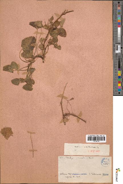 spécimen de Stachys circinata