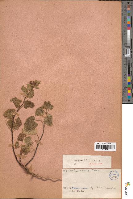 spécimen de Stachys circinata