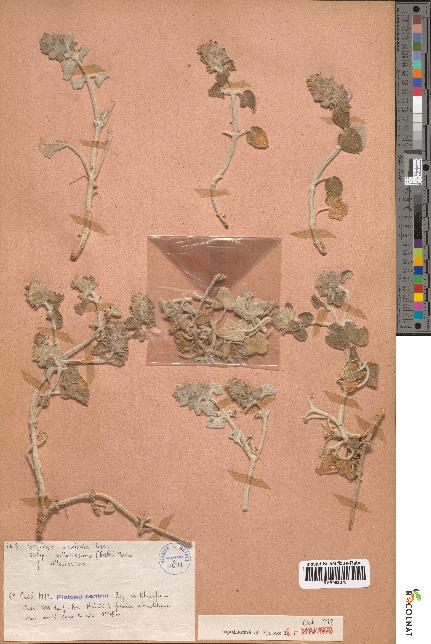 spécimen de Stachys saxicola