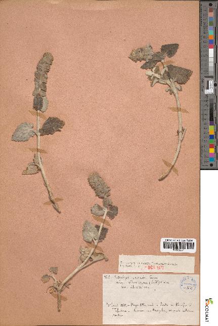 spécimen de Stachys saxicola