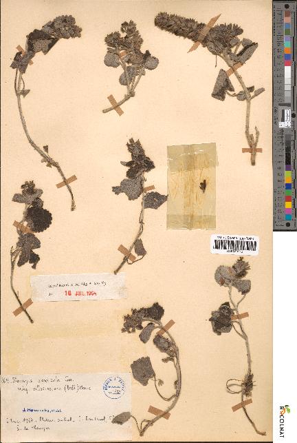spécimen de Stachys saxicola
