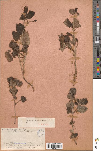 spécimen de Stachys saxicola