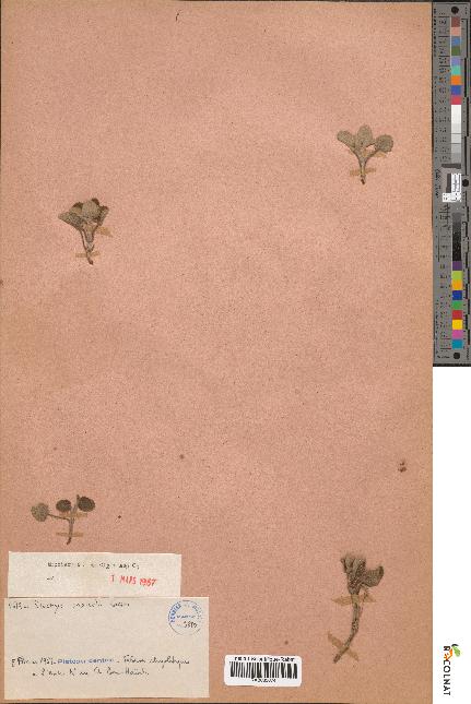 spécimen de Stachys saxicola